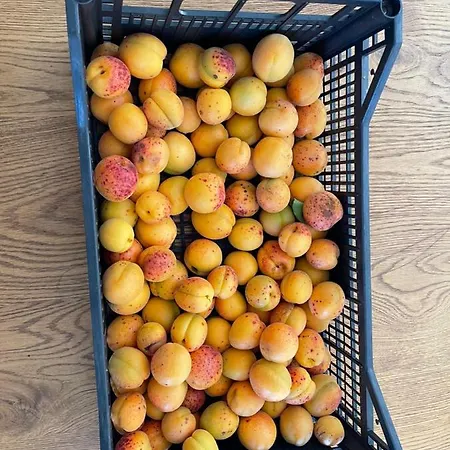 Ort Holiday's Time 3*