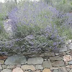 Bed & Breakfast Ort Holiday's Time Orco Feglino