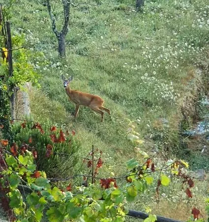 Ort Holiday's Time Bed and breakfast 3*