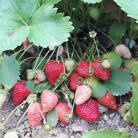 ベッド・アンド・ブレックファスト Ort Holiday's Time