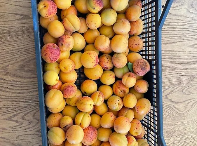 Ort Holiday's Time 3*